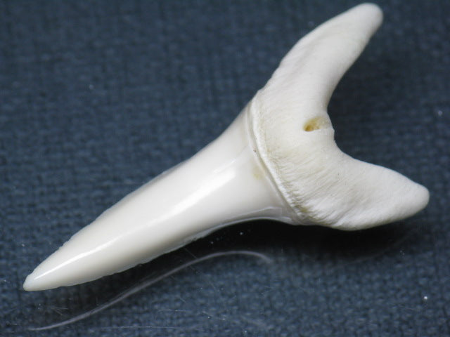 TOKO-BEADS PB009-29 Shark Tooth (Mako Shark LL) 43mm PB009-29 サメの歯（アオザメＬＬ） 43mm Asian bead & African bead  Handmade,Lampeork,bead,asia,india,ethnic,parts,accessory,beads とんぼ玉,ビーズ,トンボ玉,アジア,インド,エスニック,手作り,パーツ,アクセサリー
