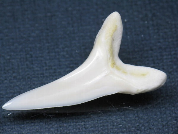 TOKO-BEADS PB009-30 Shark Tooth (Mako Shark LL) 36mm PB009-30 サメの歯（アオザメＬＬ） 36mm Asian bead & African bead  Handmade,Lampeork,bead,asia,india,ethnic,parts,accessory,beads とんぼ玉,ビーズ,トンボ玉,アジア,インド,エスニック,手作り,パーツ,アクセサリー