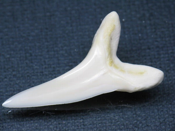 PB009-30サメの歯（アオザメＬＬ）36mm (5622909108376)