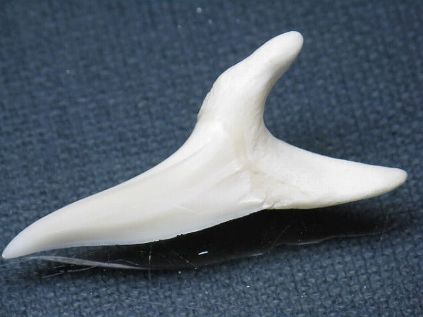 PB009-31サメの歯（アオザメＬＬ）40mm (5622909239448)