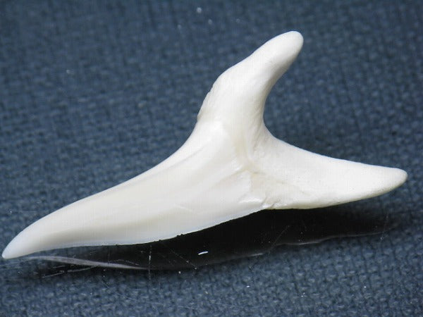 TOKO-BEADS PB009-31 Shark Tooth (Mako Shark LL) 40mm PB009-31 サメの歯（アオザメＬＬ） 40mm Asian bead & African bead  Handmade,Lampeork,bead,asia,india,ethnic,parts,accessory,beads とんぼ玉,ビーズ,トンボ玉,アジア,インド,エスニック,手作り,パーツ,アクセサリー