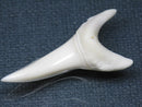 TOKO-BEADS PB009-31 Shark Tooth (Mako Shark LL) 40mm PB009-31 サメの歯（アオザメＬＬ） 40mm Asian bead & African bead  Handmade,Lampeork,bead,asia,india,ethnic,parts,accessory,beads とんぼ玉,ビーズ,トンボ玉,アジア,インド,エスニック,手作り,パーツ,アクセサリー
