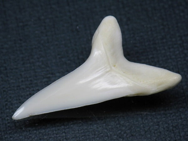 PB009-32サメの歯（アオザメＬＬ）37mm (5622909403288)