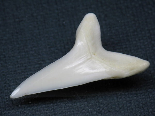 TOKO-BEADS PB009-32 Shark Tooth (Mako Shark LL) 37mm PB009-32 サメの歯（アオザメＬＬ） 37mm Asian bead & African bead  Handmade,Lampeork,bead,asia,india,ethnic,parts,accessory,beads とんぼ玉,ビーズ,トンボ玉,アジア,インド,エスニック,手作り,パーツ,アクセサリー
