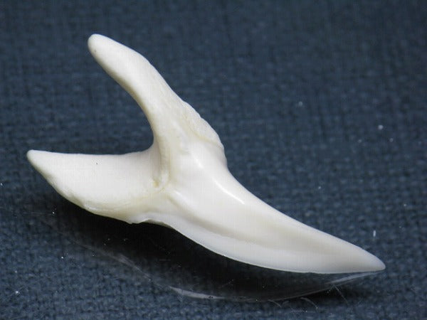 TOKO-BEADS PB009-33 Shark Tooth (Mako Shark LL) 37mm PB009-33 サメの歯（アオザメＬＬ） 37mm Asian bead & African bead  Handmade,Lampeork,bead,asia,india,ethnic,parts,accessory,beads とんぼ玉,ビーズ,トンボ玉,アジア,インド,エスニック,手作り,パーツ,アクセサリー