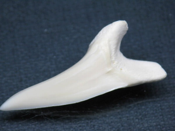 TOKO-BEADS PB009-34 Shark Tooth (Mako Shark LL) 41mm PB009-34 サメの歯（アオザメＬＬ） 41mm Asian bead & African bead  Handmade,Lampeork,bead,asia,india,ethnic,parts,accessory,beads とんぼ玉,ビーズ,トンボ玉,アジア,インド,エスニック,手作り,パーツ,アクセサリー