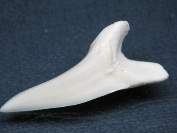 PB009-34サメの歯（アオザメＬＬ）41mm (5622909632664)
