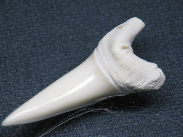 TOKO-BEADS PB009-34 Shark Tooth (Mako Shark LL) 41mm PB009-34 サメの歯（アオザメＬＬ） 41mm Asian bead & African bead  Handmade,Lampeork,bead,asia,india,ethnic,parts,accessory,beads とんぼ玉,ビーズ,トンボ玉,アジア,インド,エスニック,手作り,パーツ,アクセサリー
