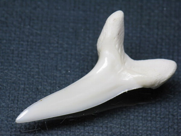 TOKO-BEADS PB009-35 Shark Tooth (Mako Shark LL) 39mm PB009-35 サメの歯（アオザメＬＬ） 39mm Asian bead & African bead  Handmade,Lampeork,bead,asia,india,ethnic,parts,accessory,beads とんぼ玉,ビーズ,トンボ玉,アジア,インド,エスニック,手作り,パーツ,アクセサリー