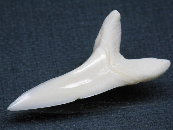 TOKO-BEADS PB009-36 Shark Tooth (Mako Shark LL) 41mm PB009-36 サメの歯（アオザメＬＬ） 41mm Asian bead & African bead  Handmade,Lampeork,bead,asia,india,ethnic,parts,accessory,beads とんぼ玉,ビーズ,トンボ玉,アジア,インド,エスニック,手作り,パーツ,アクセサリー