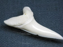 TOKO-BEADS PB009-36 Shark Tooth (Mako Shark LL) 41mm PB009-36 サメの歯（アオザメＬＬ） 41mm Asian bead & African bead  Handmade,Lampeork,bead,asia,india,ethnic,parts,accessory,beads とんぼ玉,ビーズ,トンボ玉,アジア,インド,エスニック,手作り,パーツ,アクセサリー