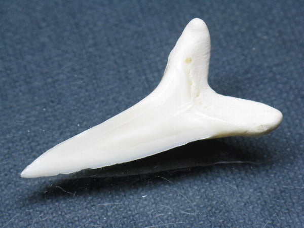 TOKO-BEADS PB009-37 Shark Tooth (Mako Shark LL) 41mm PB009-37 サメの歯（アオザメＬＬ） 41mm Asian bead & African bead  Handmade,Lampeork,bead,asia,india,ethnic,parts,accessory,beads とんぼ玉,ビーズ,トンボ玉,アジア,インド,エスニック,手作り,パーツ,アクセサリー