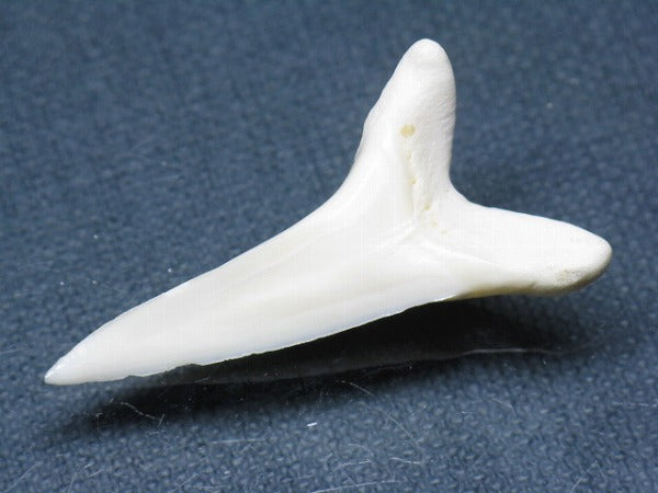 PB009-37サメの歯（アオザメＬＬ）41mm (5622910320792)