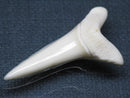 TOKO-BEADS PB009-37 Shark Tooth (Mako Shark LL) 41mm PB009-37 サメの歯（アオザメＬＬ） 41mm Asian bead & African bead  Handmade,Lampeork,bead,asia,india,ethnic,parts,accessory,beads とんぼ玉,ビーズ,トンボ玉,アジア,インド,エスニック,手作り,パーツ,アクセサリー