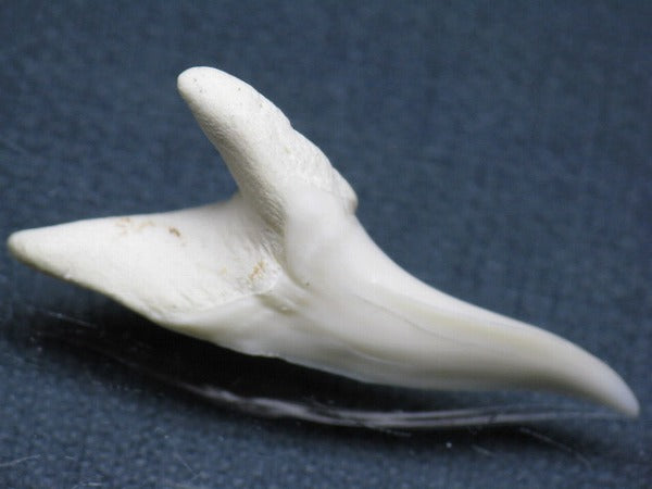 TOKO-BEADS PB009-38 Shark Tooth (Mako Shark LL) 40mm PB009-38 サメの歯（アオザメＬＬ） 40mm Asian bead & African bead  Handmade,Lampeork,bead,asia,india,ethnic,parts,accessory,beads とんぼ玉,ビーズ,トンボ玉,アジア,インド,エスニック,手作り,パーツ,アクセサリー