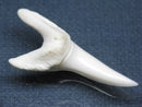 TOKO-BEADS PB009-38 Shark Tooth (Mako Shark LL) 40mm PB009-38 サメの歯（アオザメＬＬ） 40mm Asian bead & African bead  Handmade,Lampeork,bead,asia,india,ethnic,parts,accessory,beads とんぼ玉,ビーズ,トンボ玉,アジア,インド,エスニック,手作り,パーツ,アクセサリー