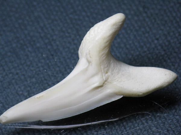 TOKO-BEADS PB009-39 Shark Tooth (Mako Shark LL) 41mm PB009-39 サメの歯（アオザメＬＬ） 41mm Asian bead & African bead  Handmade,Lampeork,bead,asia,india,ethnic,parts,accessory,beads とんぼ玉,ビーズ,トンボ玉,アジア,インド,エスニック,手作り,パーツ,アクセサリー