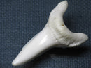 TOKO-BEADS PB009-39 Shark Tooth (Mako Shark LL) 41mm PB009-39 サメの歯（アオザメＬＬ） 41mm Asian bead & African bead  Handmade,Lampeork,bead,asia,india,ethnic,parts,accessory,beads とんぼ玉,ビーズ,トンボ玉,アジア,インド,エスニック,手作り,パーツ,アクセサリー