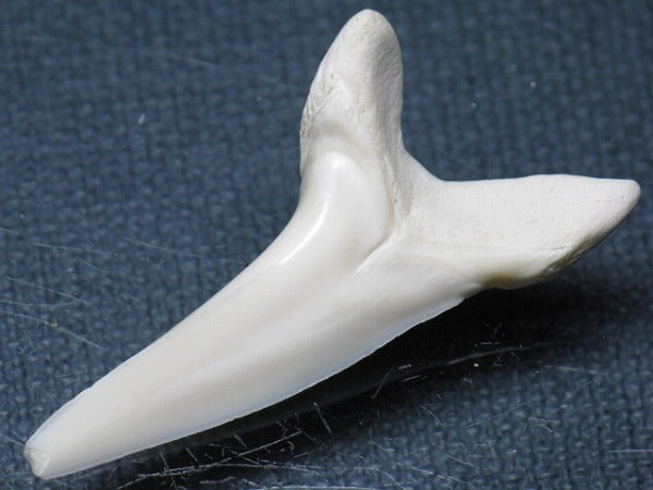 TOKO-BEADS PB009-40 Shark Tooth (Mako Shark LL) 40mm PB009-40 サメの歯（アオザメＬＬ） 40mm Asian bead & African bead  Handmade,Lampeork,bead,asia,india,ethnic,parts,accessory,beads とんぼ玉,ビーズ,トンボ玉,アジア,インド,エスニック,手作り,パーツ,アクセサリー