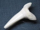 TOKO-BEADS PB009-40 Shark Tooth (Mako Shark LL) 40mm PB009-40 サメの歯（アオザメＬＬ） 40mm Asian bead & African bead  Handmade,Lampeork,bead,asia,india,ethnic,parts,accessory,beads とんぼ玉,ビーズ,トンボ玉,アジア,インド,エスニック,手作り,パーツ,アクセサリー