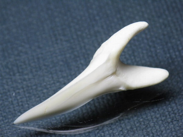TOKO-BEADS PB009-41 Shark Tooth (Mako Shark LL) 36mm PB009-41 サメの歯（アオザメＬＬ） 36mm Asian bead & African bead  Handmade,Lampeork,bead,asia,india,ethnic,parts,accessory,beads とんぼ玉,ビーズ,トンボ玉,アジア,インド,エスニック,手作り,パーツ,アクセサリー