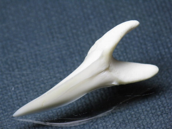 PB009-41サメの歯（アオザメＬＬ）36mm (5622910877848)