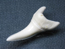 TOKO-BEADS PB009-41 Shark Tooth (Mako Shark LL) 36mm PB009-41 サメの歯（アオザメＬＬ） 36mm Asian bead & African bead  Handmade,Lampeork,bead,asia,india,ethnic,parts,accessory,beads とんぼ玉,ビーズ,トンボ玉,アジア,インド,エスニック,手作り,パーツ,アクセサリー