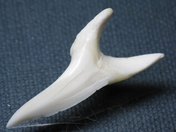 PB009-42サメの歯（アオザメＬＬ）41mm (5622911074456)