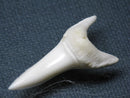 TOKO-BEADS PB009-42 Shark Tooth (Mako Shark LL) 41mm PB009-42 サメの歯（アオザメＬＬ） 41mm Asian bead & African bead  Handmade,Lampeork,bead,asia,india,ethnic,parts,accessory,beads とんぼ玉,ビーズ,トンボ玉,アジア,インド,エスニック,手作り,パーツ,アクセサリー