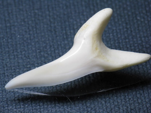 TOKO-BEADS PB009-43 Shark Tooth (Mako Shark LL) 38mm PB009-43 サメの歯（アオザメＬＬ） 38mm Asian bead & African bead  Handmade,Lampeork,bead,asia,india,ethnic,parts,accessory,beads とんぼ玉,ビーズ,トンボ玉,アジア,インド,エスニック,手作り,パーツ,アクセサリー