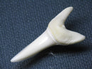 TOKO-BEADS PB009-43 Shark Tooth (Mako Shark LL) 38mm PB009-43 サメの歯（アオザメＬＬ） 38mm Asian bead & African bead  Handmade,Lampeork,bead,asia,india,ethnic,parts,accessory,beads とんぼ玉,ビーズ,トンボ玉,アジア,インド,エスニック,手作り,パーツ,アクセサリー