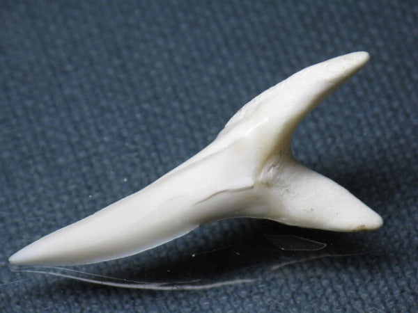 TOKO-BEADS PB009-44 Shark Tooth (Mako Shark LL) 41mm PB009-44 サメの歯（アオザメＬＬ） 41mm Asian bead & African bead  Handmade,Lampeork,bead,asia,india,ethnic,parts,accessory,beads とんぼ玉,ビーズ,トンボ玉,アジア,インド,エスニック,手作り,パーツ,アクセサリー