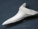 TOKO-BEADS PB009-44 Shark Tooth (Mako Shark LL) 41mm PB009-44 サメの歯（アオザメＬＬ） 41mm Asian bead & African bead  Handmade,Lampeork,bead,asia,india,ethnic,parts,accessory,beads とんぼ玉,ビーズ,トンボ玉,アジア,インド,エスニック,手作り,パーツ,アクセサリー