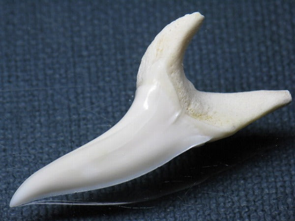 TOKO-BEADS PB009-45 Shark Tooth (Mako Shark LL) 41mm PB009-45 サメの歯（アオザメＬＬ） 41mm Asian bead & African bead  Handmade,Lampeork,bead,asia,india,ethnic,parts,accessory,beads とんぼ玉,ビーズ,トンボ玉,アジア,インド,エスニック,手作り,パーツ,アクセサリー