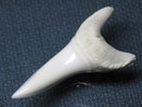 TOKO-BEADS PB009-45 Shark Tooth (Mako Shark LL) 41mm PB009-45 サメの歯（アオザメＬＬ） 41mm Asian bead & African bead  Handmade,Lampeork,bead,asia,india,ethnic,parts,accessory,beads とんぼ玉,ビーズ,トンボ玉,アジア,インド,エスニック,手作り,パーツ,アクセサリー
