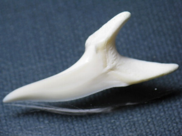 TOKO-BEADS PB009-46 Shark Tooth (Mako Shark LL) 40mm PB009-46 サメの歯（アオザメＬＬ） 40mm Asian bead & African bead  Handmade,Lampeork,bead,asia,india,ethnic,parts,accessory,beads とんぼ玉,ビーズ,トンボ玉,アジア,インド,エスニック,手作り,パーツ,アクセサリー