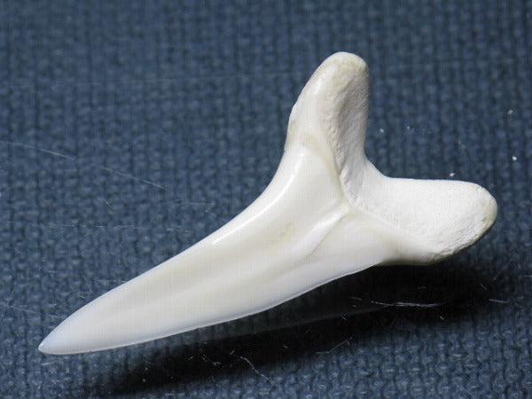 TOKO-BEADS PB009-47 Shark Tooth (Mako Shark LL) 35mm PB009-47 サメの歯（アオザメＬＬ） 35mm Asian bead & African bead  Handmade,Lampeork,bead,asia,india,ethnic,parts,accessory,beads とんぼ玉,ビーズ,トンボ玉,アジア,インド,エスニック,手作り,パーツ,アクセサリー