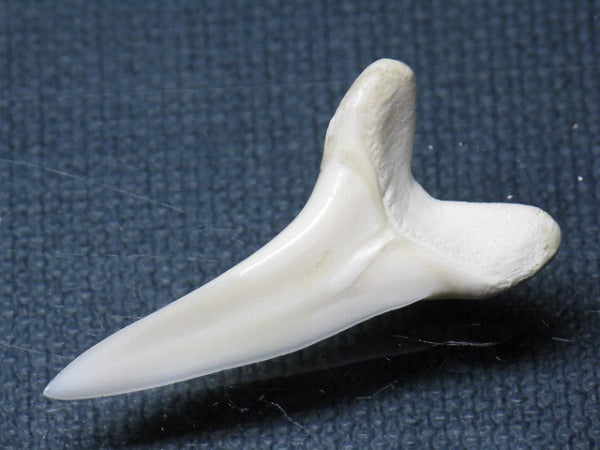 PB009-47サメの歯（アオザメＬＬ）35mm (5622911729816)