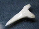 TOKO-BEADS PB009-47 Shark Tooth (Mako Shark LL) 35mm PB009-47 サメの歯（アオザメＬＬ） 35mm Asian bead & African bead  Handmade,Lampeork,bead,asia,india,ethnic,parts,accessory,beads とんぼ玉,ビーズ,トンボ玉,アジア,インド,エスニック,手作り,パーツ,アクセサリー