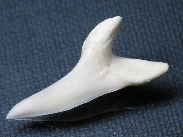 TOKO-BEADS PB009-48 Shark Tooth (Mako Shark LL) 36mm PB009-48 サメの歯（アオザメＬＬ） 36mm Asian bead & African bead  Handmade,Lampeork,bead,asia,india,ethnic,parts,accessory,beads とんぼ玉,ビーズ,トンボ玉,アジア,インド,エスニック,手作り,パーツ,アクセサリー