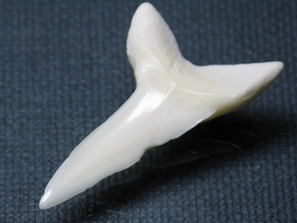 TOKO-BEADS PB009-49 Shark Tooth (Mako Shark LL) 40mm PB009-49 サメの歯（アオザメＬＬ） 40mm Asian bead & African bead  Handmade,Lampeork,bead,asia,india,ethnic,parts,accessory,beads とんぼ玉,ビーズ,トンボ玉,アジア,インド,エスニック,手作り,パーツ,アクセサリー