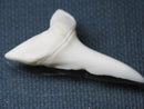 TOKO-BEADS PB009-49 Shark Tooth (Mako Shark LL) 40mm PB009-49 サメの歯（アオザメＬＬ） 40mm Asian bead & African bead  Handmade,Lampeork,bead,asia,india,ethnic,parts,accessory,beads とんぼ玉,ビーズ,トンボ玉,アジア,インド,エスニック,手作り,パーツ,アクセサリー