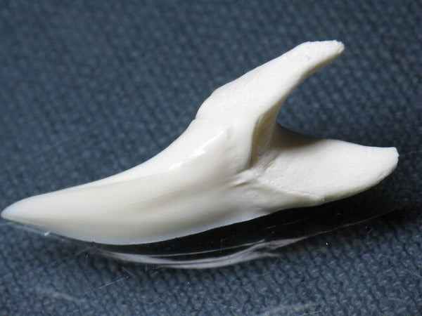 TOKO-BEADS PB009-50 Shark Tooth (Mako Shark LL) 39mm PB009-50 サメの歯（アオザメＬＬ） 39mm Asian bead & African bead  Handmade,Lampeork,bead,asia,india,ethnic,parts,accessory,beads とんぼ玉,ビーズ,トンボ玉,アジア,インド,エスニック,手作り,パーツ,アクセサリー