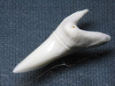 TOKO-BEADS PB009-50 Shark Tooth (Mako Shark LL) 39mm PB009-50 サメの歯（アオザメＬＬ） 39mm Asian bead & African bead  Handmade,Lampeork,bead,asia,india,ethnic,parts,accessory,beads とんぼ玉,ビーズ,トンボ玉,アジア,インド,エスニック,手作り,パーツ,アクセサリー