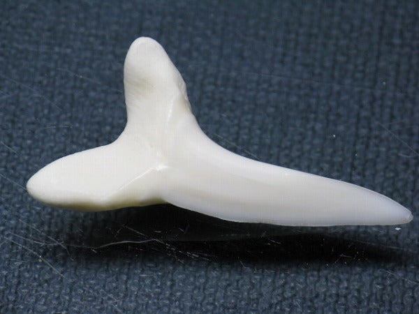 TOKO-BEADS PB009-51 Shark Tooth (Mako Shark LL) 37mm PB009-51 サメの歯（アオザメＬＬ） 37mm Asian bead & African bead  Handmade,Lampeork,bead,asia,india,ethnic,parts,accessory,beads とんぼ玉,ビーズ,トンボ玉,アジア,インド,エスニック,手作り,パーツ,アクセサリー