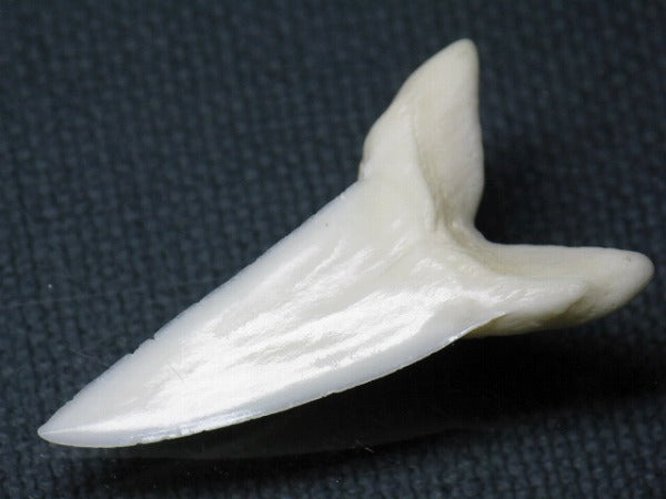 TOKO-BEADS PB009-52 Shark Tooth (Mako Shark LL) 36mm PB009-52 サメの歯（アオザメＬＬ） 36mm Asian bead & African bead  Handmade,Lampeork,bead,asia,india,ethnic,parts,accessory,beads とんぼ玉,ビーズ,トンボ玉,アジア,インド,エスニック,手作り,パーツ,アクセサリー
