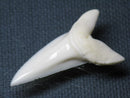TOKO-BEADS PB009-52 Shark Tooth (Mako Shark LL) 36mm PB009-52 サメの歯（アオザメＬＬ） 36mm Asian bead & African bead  Handmade,Lampeork,bead,asia,india,ethnic,parts,accessory,beads とんぼ玉,ビーズ,トンボ玉,アジア,インド,エスニック,手作り,パーツ,アクセサリー