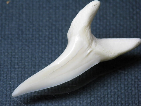 TOKO-BEADS PB009-53 Shark Tooth (Mako Shark LL) 41mm PB009-53 サメの歯（アオザメＬＬ） 41mm Asian bead & African bead  Handmade,Lampeork,bead,asia,india,ethnic,parts,accessory,beads とんぼ玉,ビーズ,トンボ玉,アジア,インド,エスニック,手作り,パーツ,アクセサリー