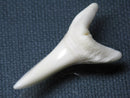 TOKO-BEADS PB009-53 Shark Tooth (Mako Shark LL) 41mm PB009-53 サメの歯（アオザメＬＬ） 41mm Asian bead & African bead  Handmade,Lampeork,bead,asia,india,ethnic,parts,accessory,beads とんぼ玉,ビーズ,トンボ玉,アジア,インド,エスニック,手作り,パーツ,アクセサリー