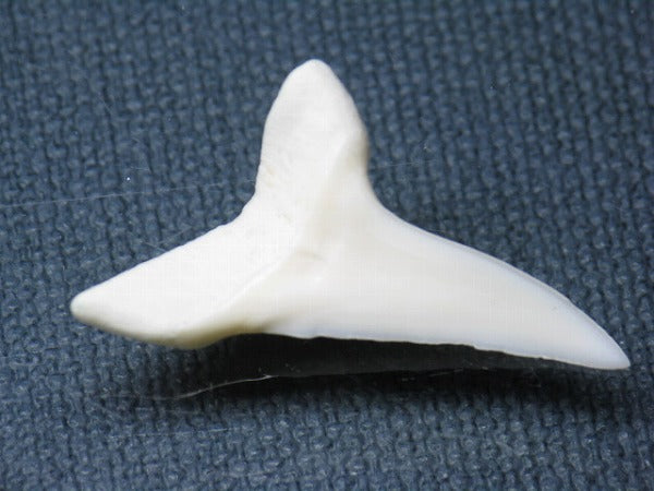 PB009-54サメの歯（アオザメＬＬ）33mm (5622912549016)